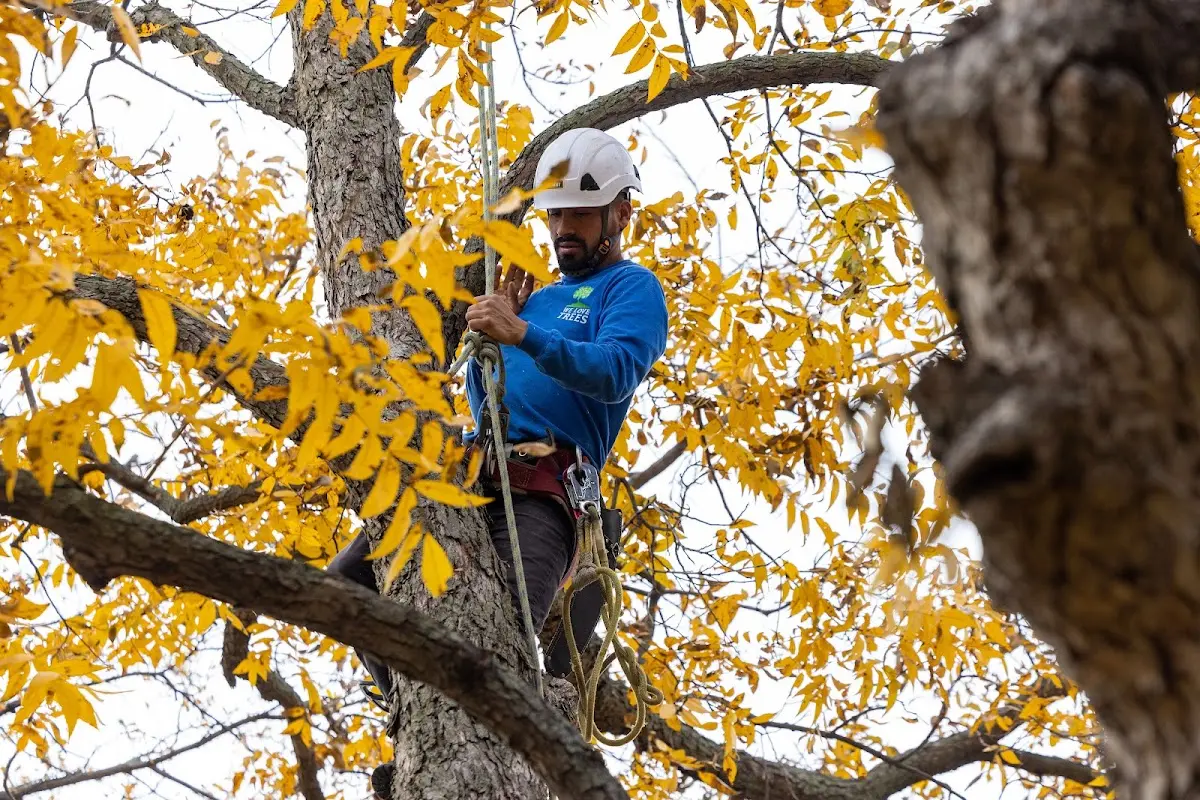 Skilled Tree Trimming crew working in Franklinton